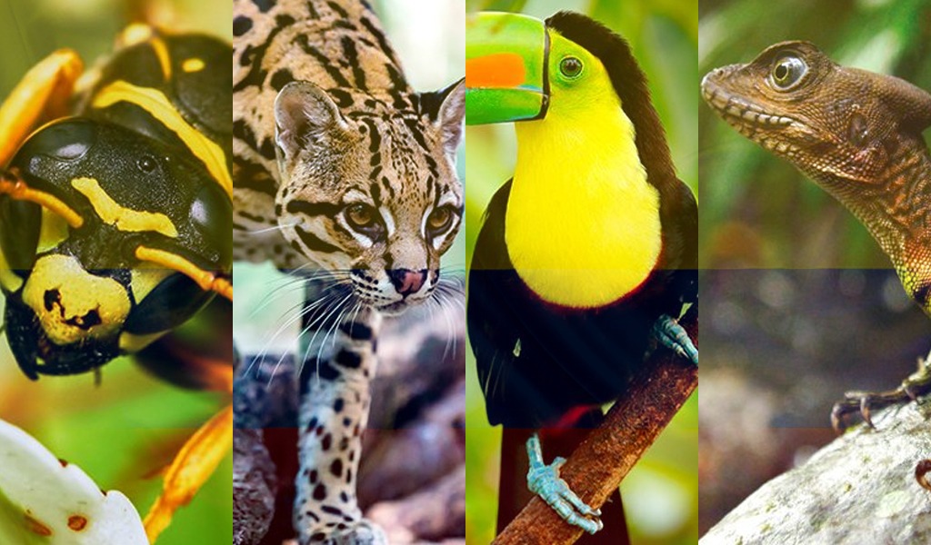 Biodiversidad Colombia