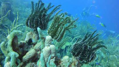 Parque Nacional Natural Corales de Profundidad