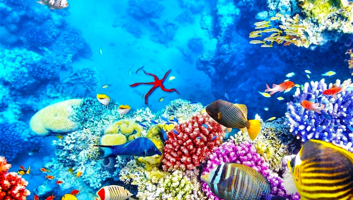 Arrecifes Coralinos