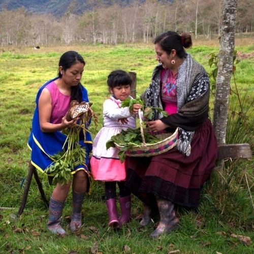 Pastos - agricultura