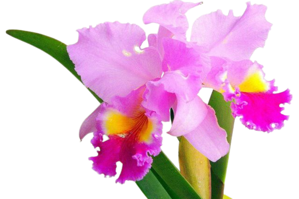 Orquídea Colombiana