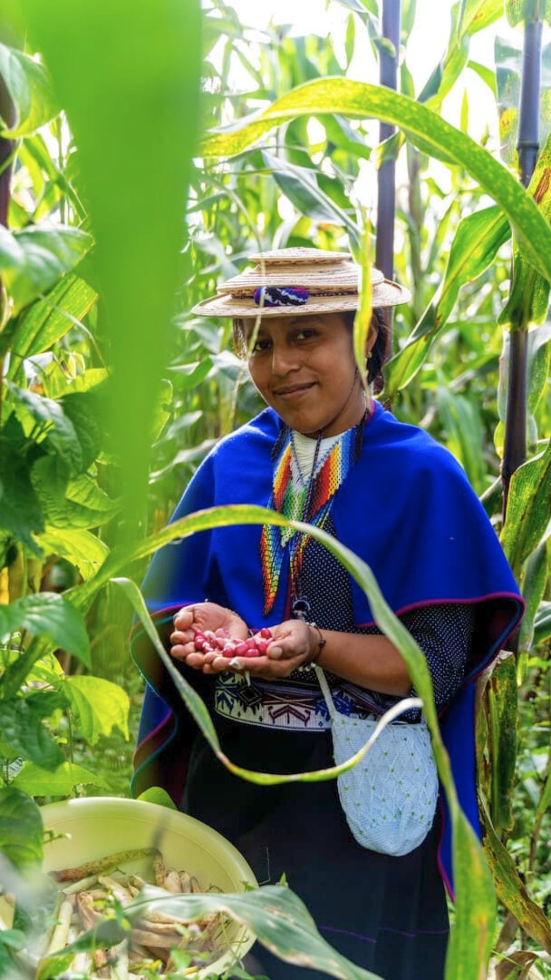 Guámbianos Agricultura