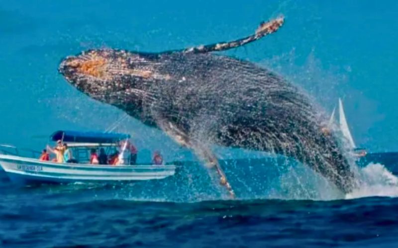 Temporada de Avistamiento de Ballenas
