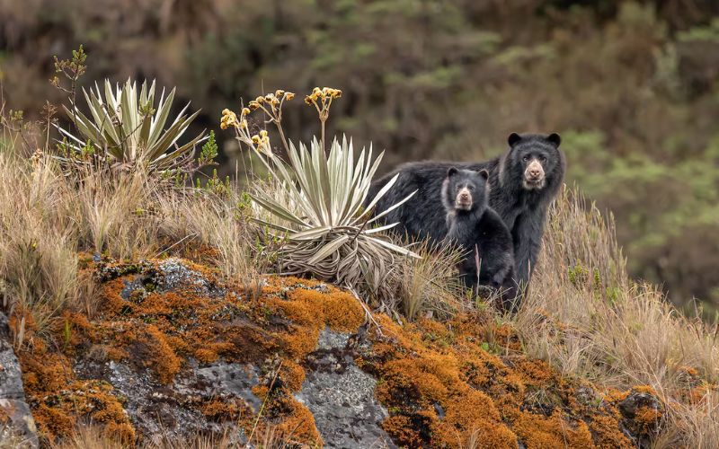 Oso de Anteojos o Andino PNN Chingaza