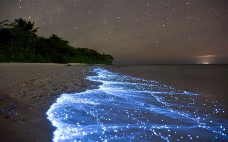 bioluminiscencia Isla Tintipán