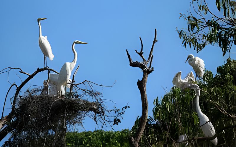 Avistamiento de Aves Isla de Salamanca