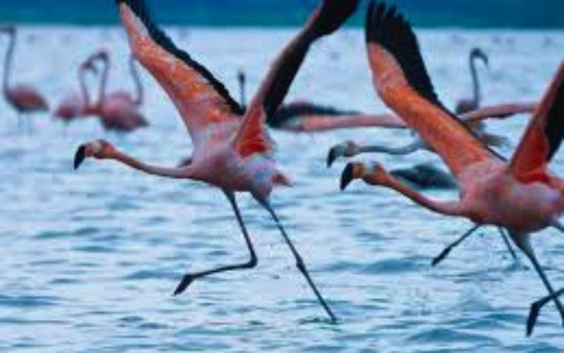 Los Flamencos Parque Natural