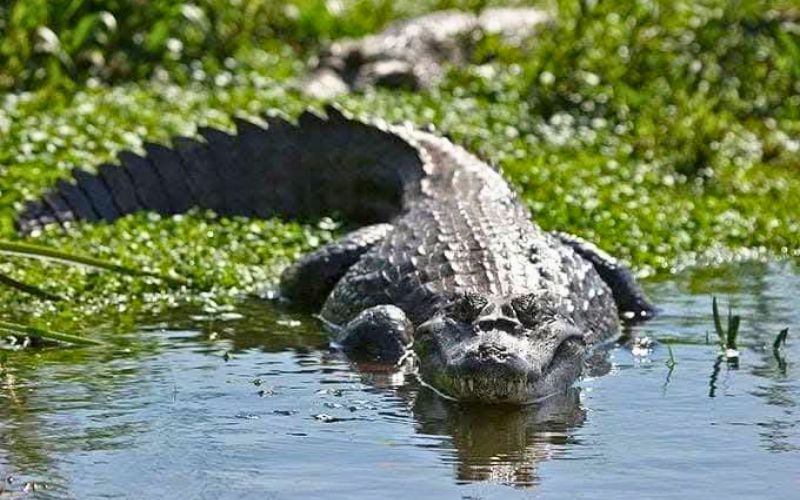 Fauna Parque Natural la Paya