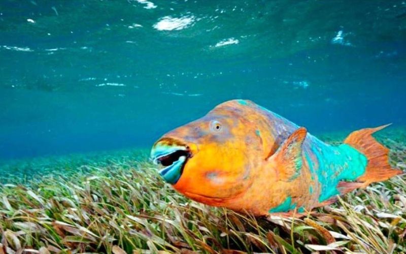 Fauna Marina - Pez Loro