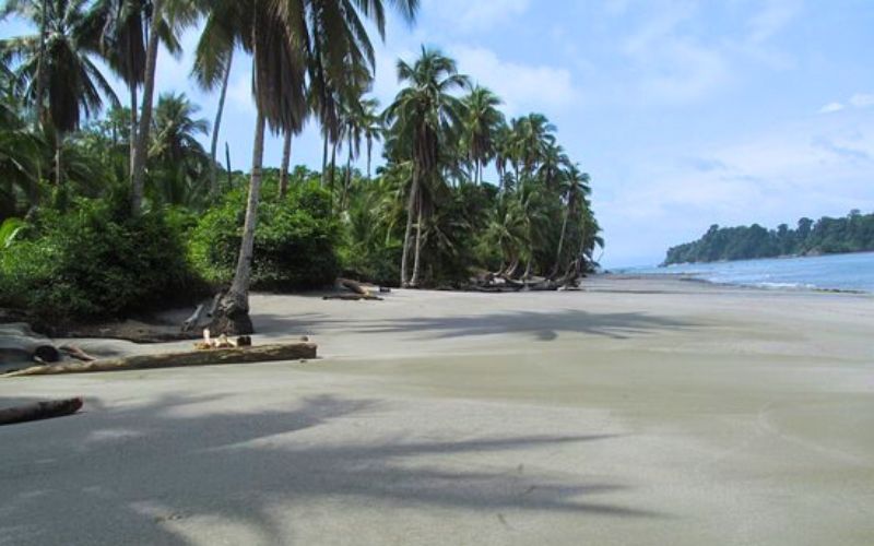 Playa Palmera Gorgona