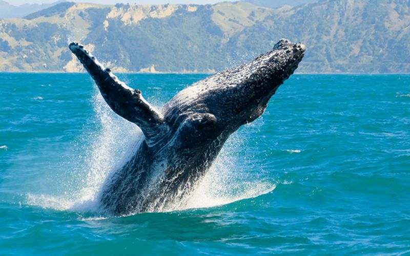 Avistamiento de Ballenas Gorgona