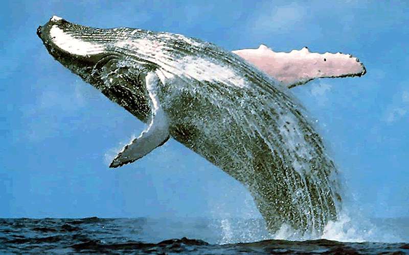 Avistamiento de Ballenas