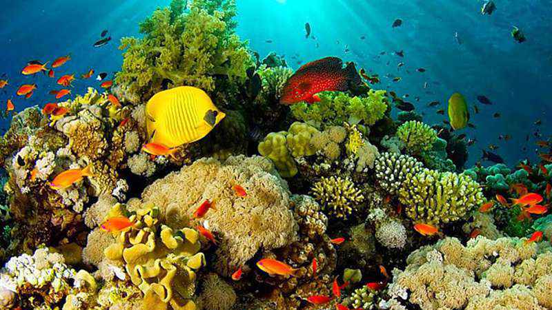 Buceo Corales del Rosario