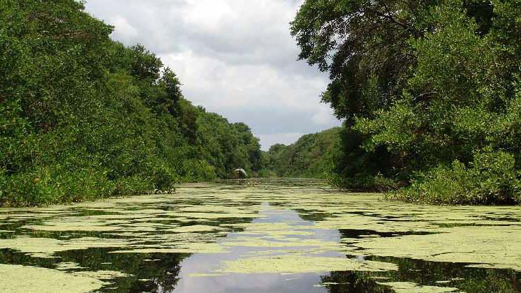Mangle Isla de Salamanca