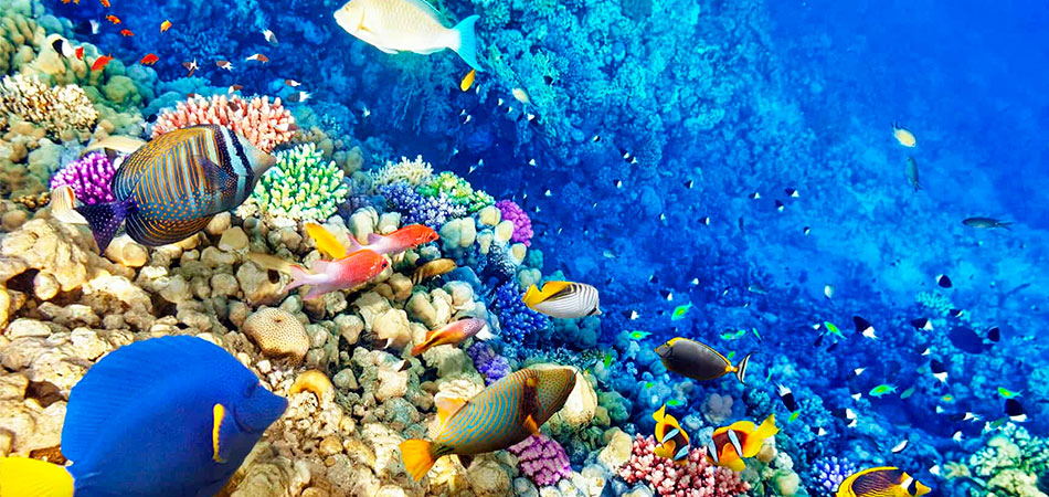 Corales Marinos