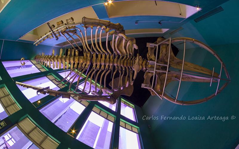 Museo de Ciencias Naturales Federico Carlos Lehmann