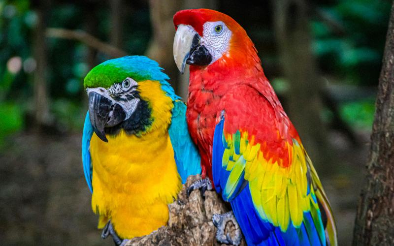 Zoológico Medellín