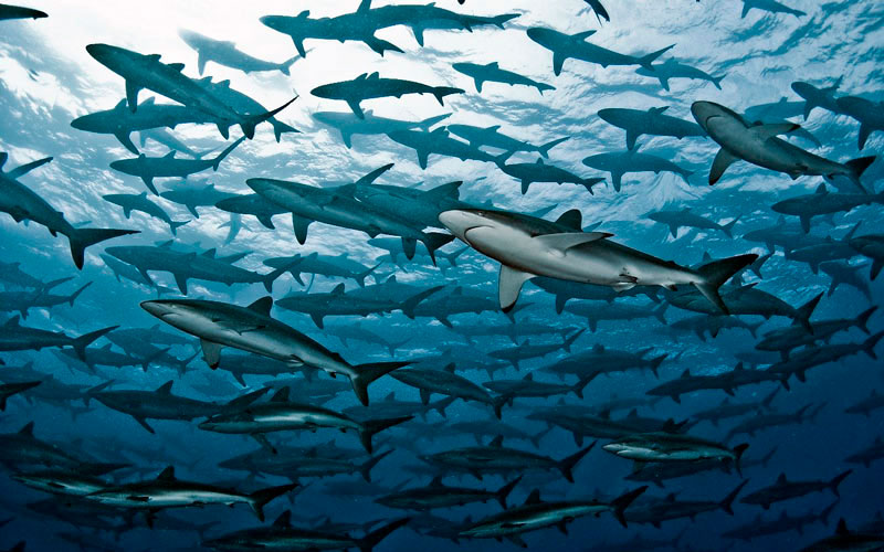 Tiburones Malpelo