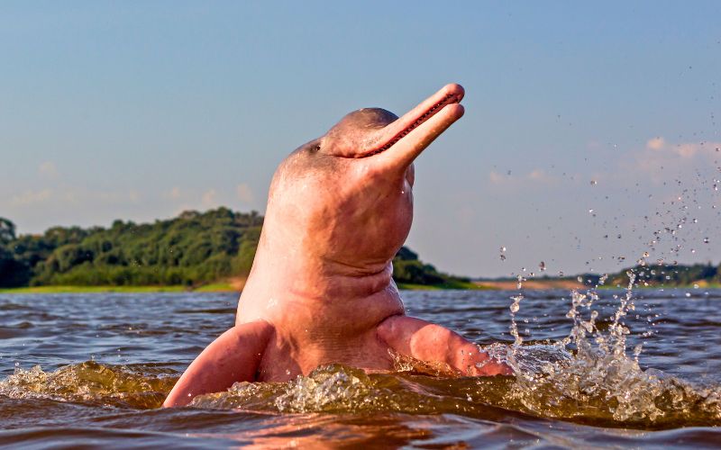 Delfín rosado del Amazonas