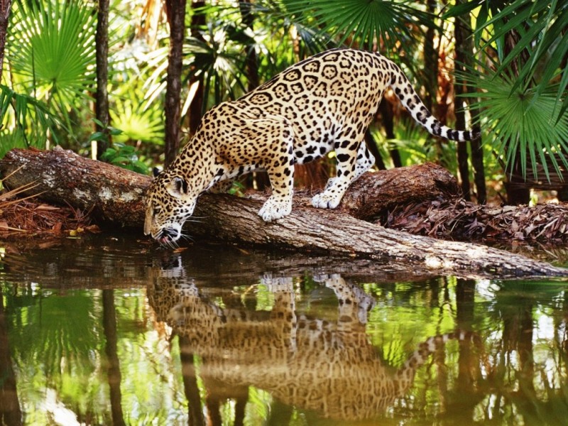 Fauna Chiribiquete Jaguar