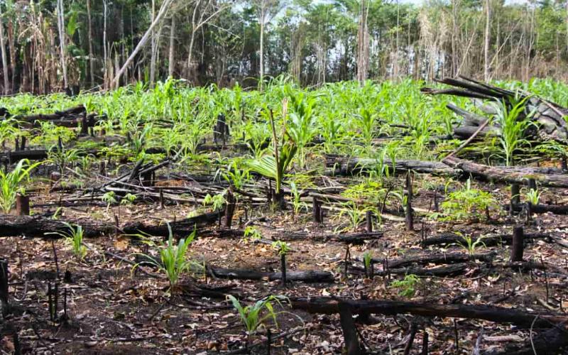 Chagra Carijona Maíz y Yuca