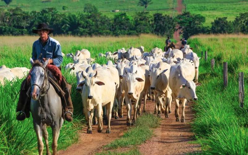 vaqueria-cantos-de-trabajo