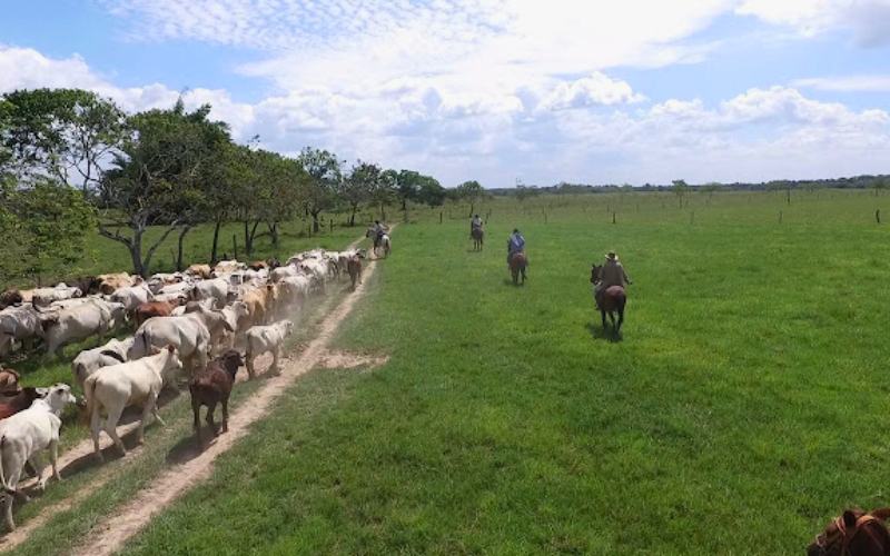 vaqueria-llanos-orinoquia