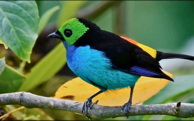 Avistamiento de Aves llanos orientales villavicencio